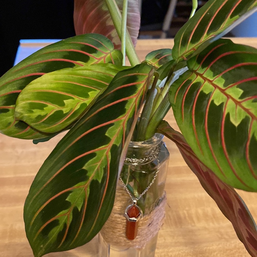 Plant - Picture 3 of 3